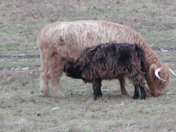 Spotting Image 1