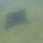 Australian Bull Ray