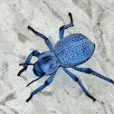 Desert Ironclad Beetle