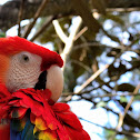 Lapa roja 
