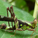 Spot Monkey Grasshopper