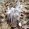 Indian Pipe