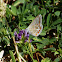 Common Blue