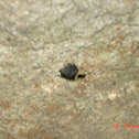 American Carrion Beetle