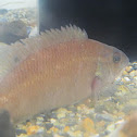 cunner fish
