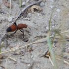 Velvet Ant