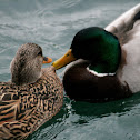Mallard