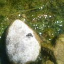 Ululone appenninico - Apennine Yellow-bellied Toad
