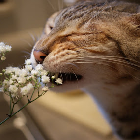 by Sandra Cannon - Animals - Cats Portraits