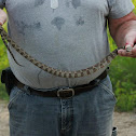 Northern Water Snake