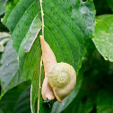 Land Snail