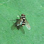 Australian Leafroller Tachinid