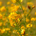 legume of some kind