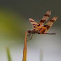 Halloween Pennant dragonfly