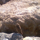 Burrowing Owl