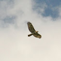 Red-Tailed Hawk