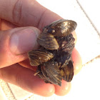 Zebra mussels