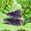 Scotch Argus