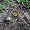 Millipede