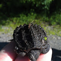 Common Snapping Turtle