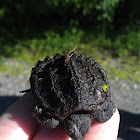 Common Snapping Turtle