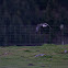 Kāhu (Swamp Harrier/Australasian Harrier)