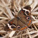Common Buckeye