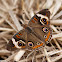 Common Buckeye