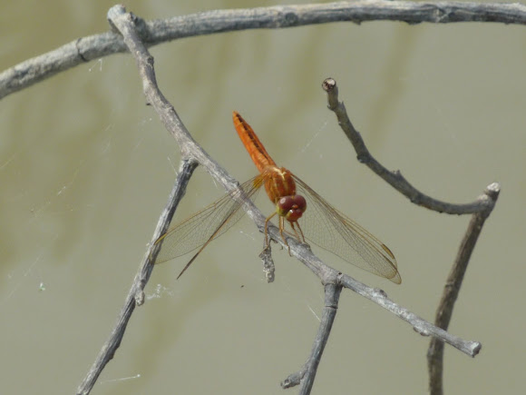 Spotting Image 1