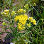 Grass-leaved Goldenrod