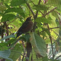 Robin