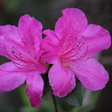 Formosa Azalea