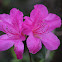 Formosa Azalea