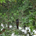 Long-jawed orb weaver