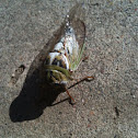 Cicada
