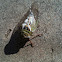 Cicada