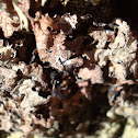 Lichen