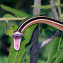 Common Ribbonsnake