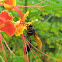 Thread-waisted Wasp