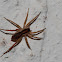 House spider