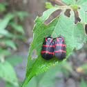 Froghopper