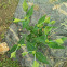Spurge-laurel