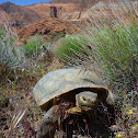 Desert Tortoise