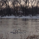 Swan