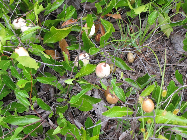 Gopher apple | Project Noah