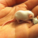 White Mouse