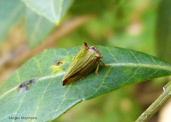 Spotting Image 1