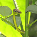Brown Vine Snake
