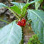Wild Impatiens