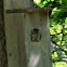Eastern Screech Owl